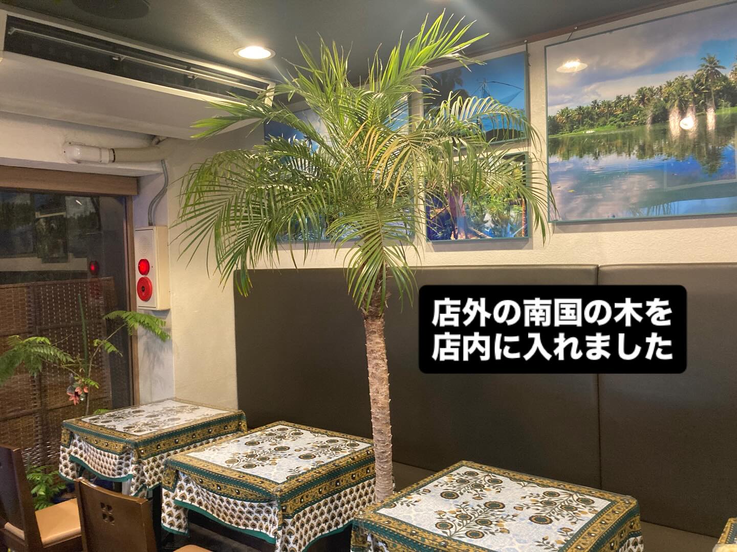 寒くなりましたー
お店の外にあった南国の植物が
寒そうだったので、

店内に〜
でも昨年置いた場所に
