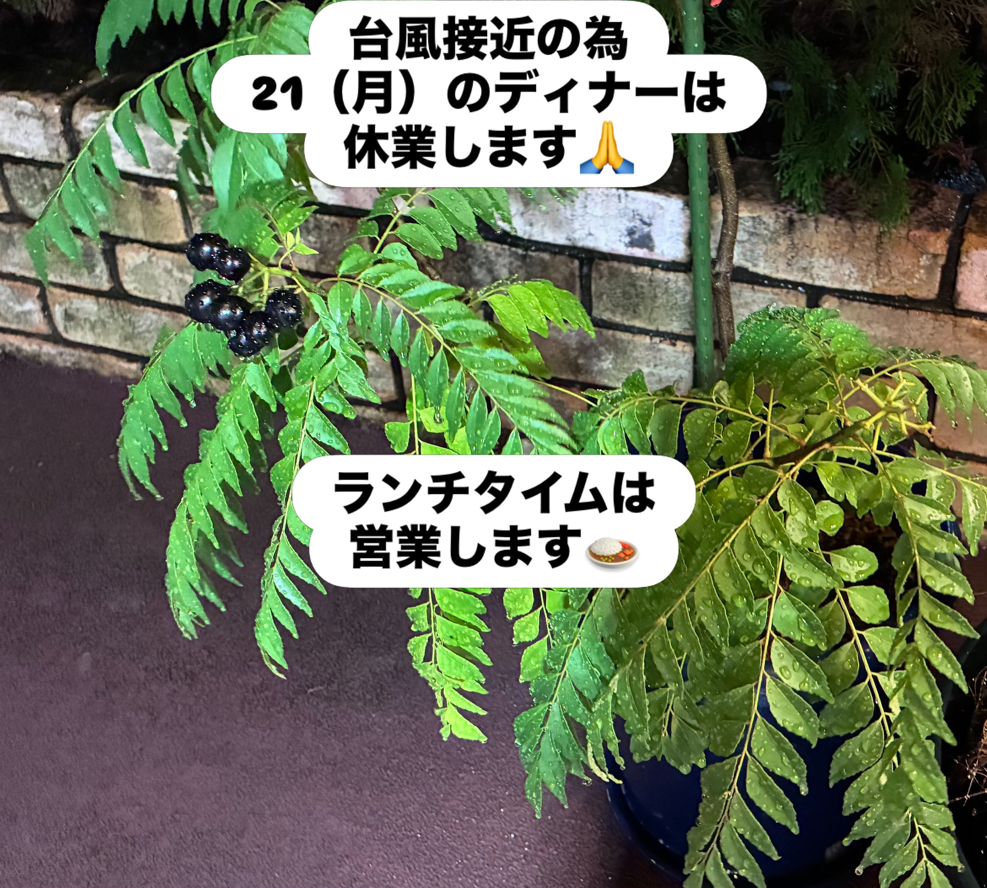 本日も雨の中のご来店頂き、
スペシャルミールスを召し上がって頂き
ありがとうございます🙏

明日の